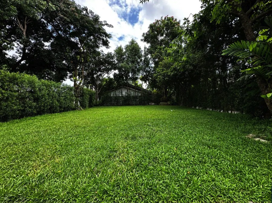 The Lawn, Leticia's Garden